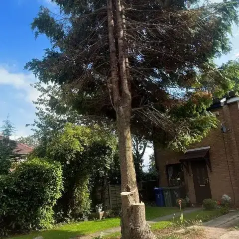Tree Cutting Services in Kilkenny Tree cutting services being carried out in Kilkenny