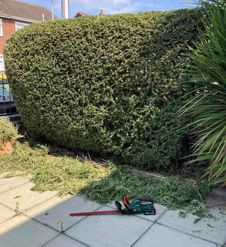 Hedge being trimmed with cuttings on the patio at a County Laois home