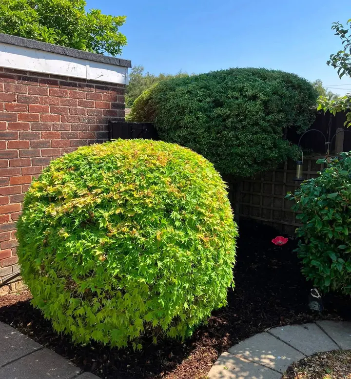 Pruned and shaped shrubs in a tidy Kilkenny City back garden